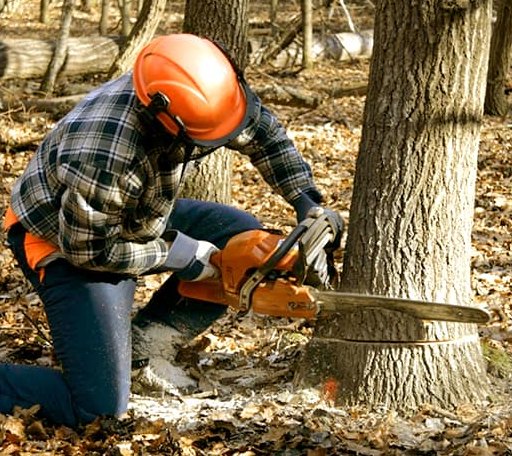 Tree Removal in Bensalem, PA